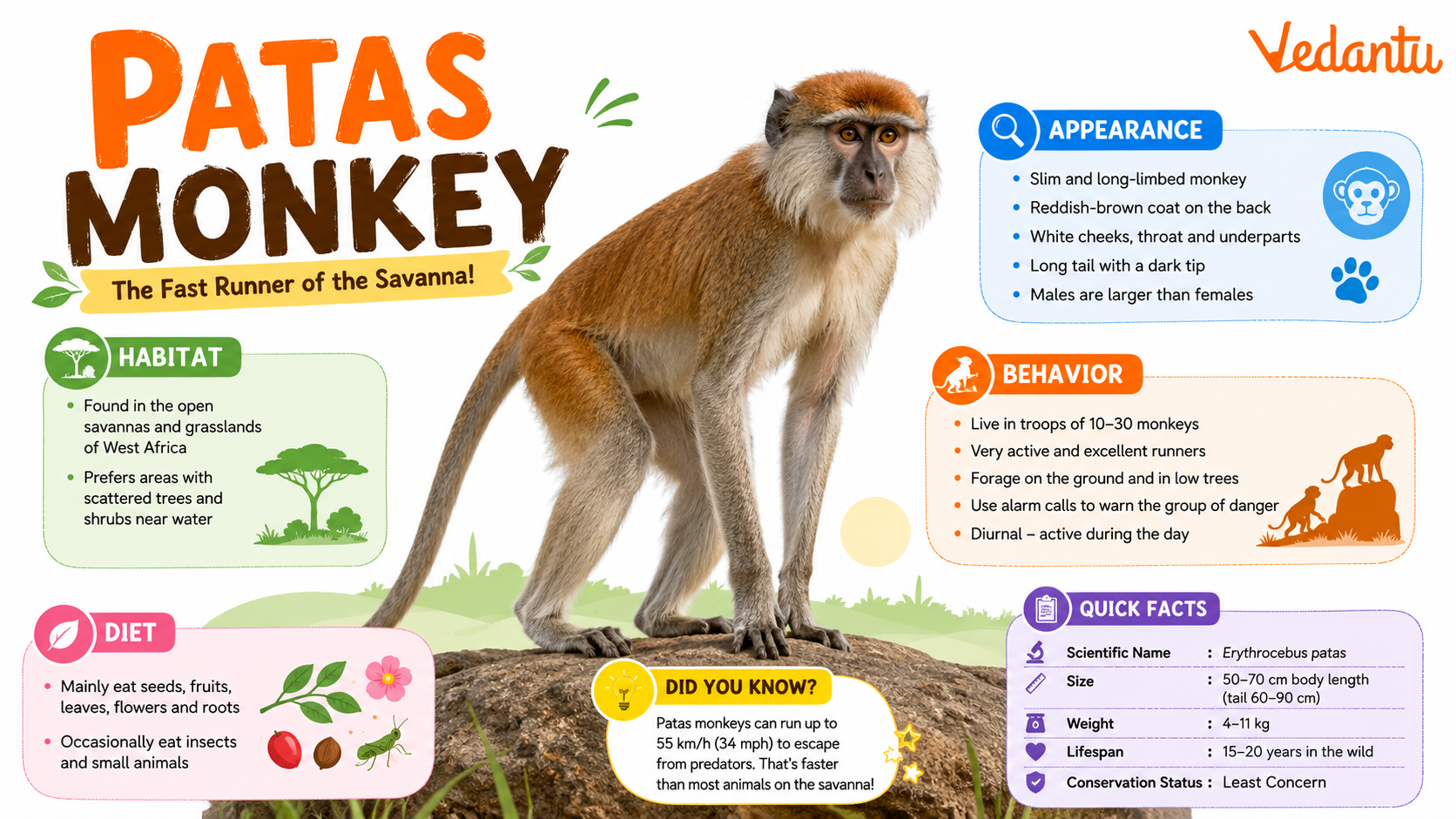 Patas Monkey