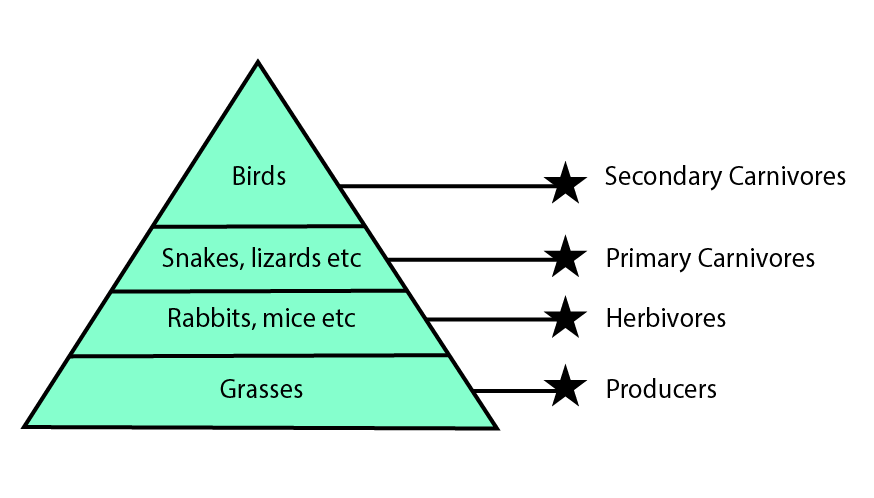 Upright Pyramid of Biomass