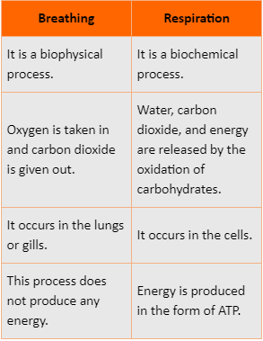 Differences between breathing and respiration
