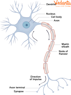Structure of a Nerve Cell