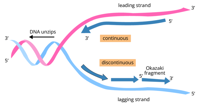 Meselson and Stahl experiment