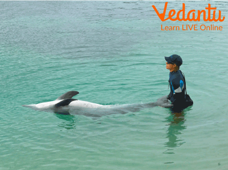 Dolphin Captivity is Illegal in India