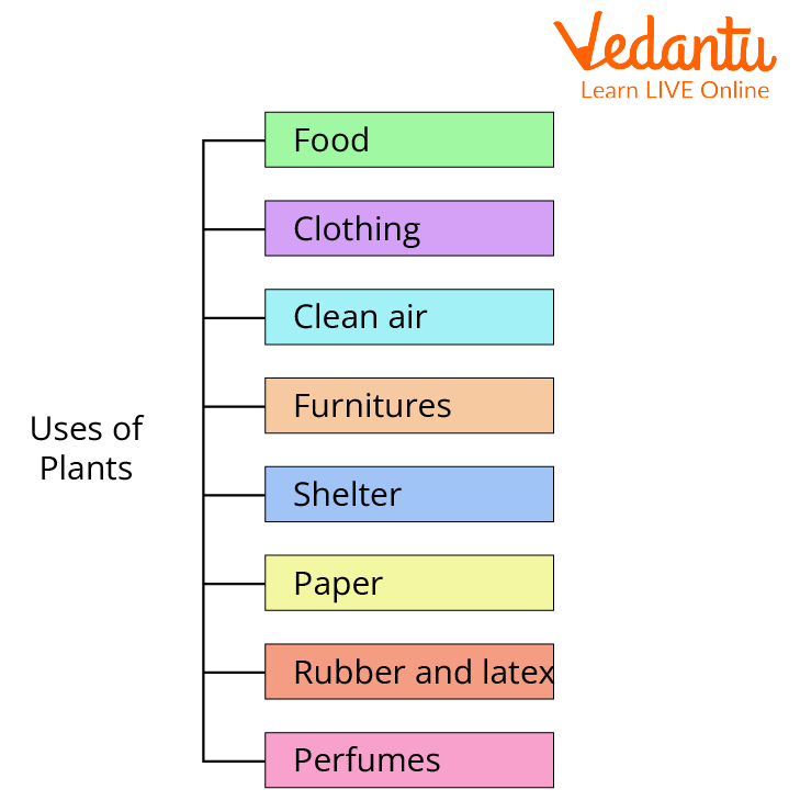 Uses of plants chart