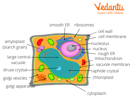 Ribosomes in Plant Cell