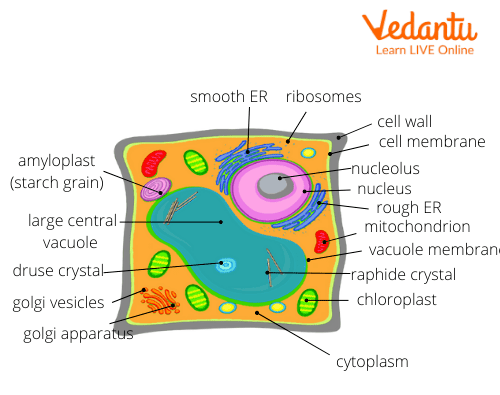 Ribosomes and its Functions