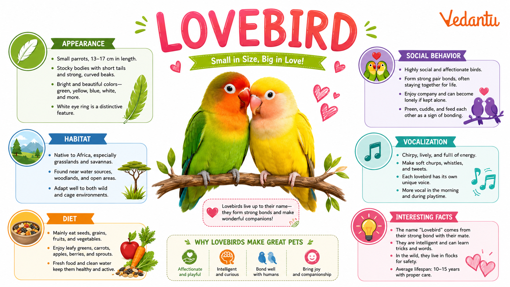 Lovebird colourful small parrot sitting together