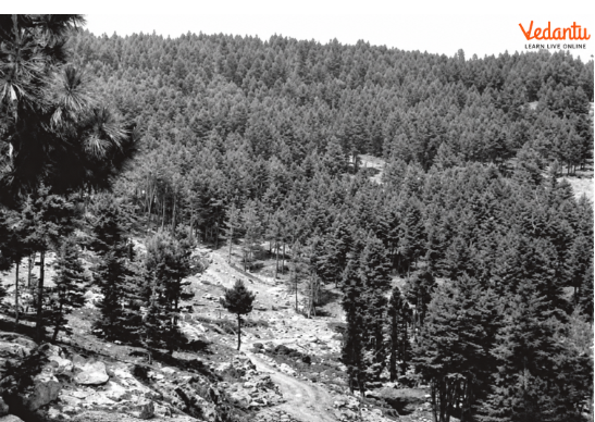 Figure 5.5 – Montane Forests