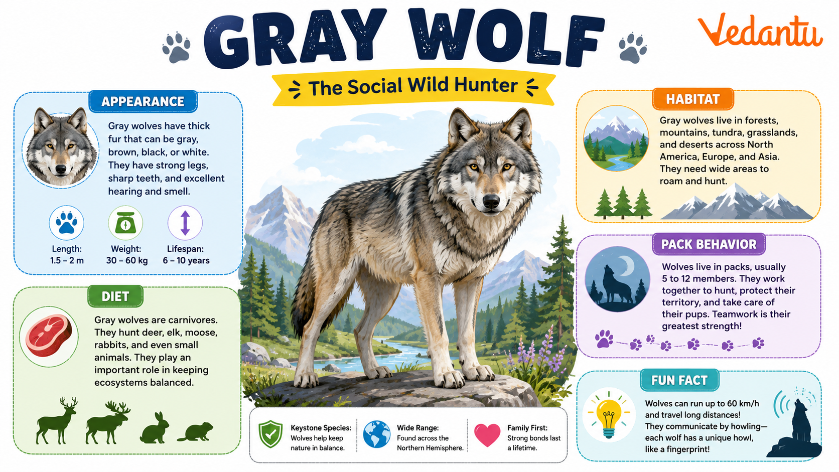 Gray Wolf
