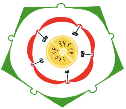 Floral diagram of Family - Solanaceae