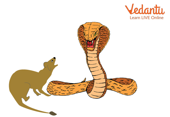 The mongoose kills the snake to protect the baby