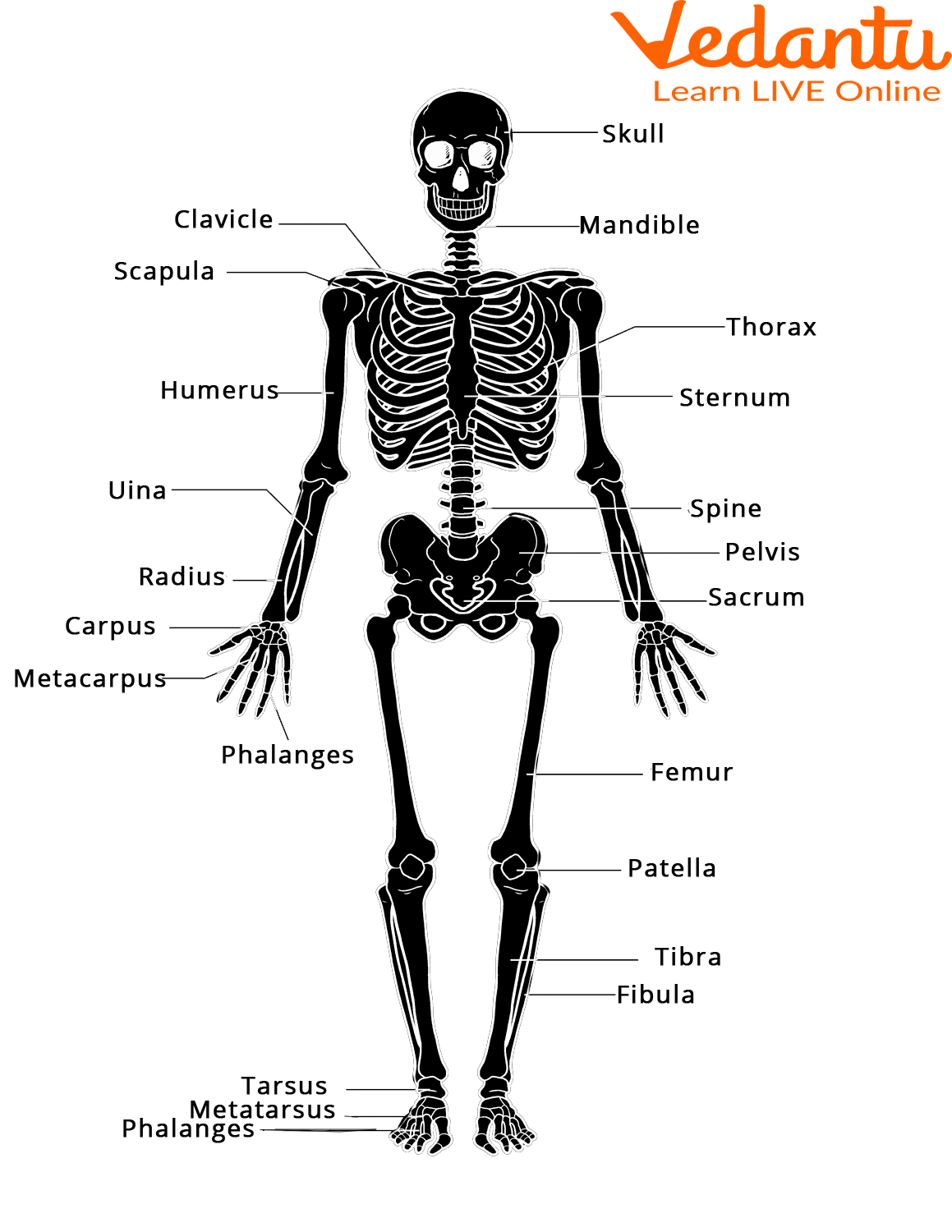 skeletal system definition essay