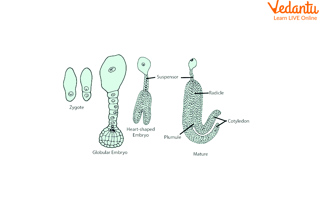 Stages of Dicot Embryo Development