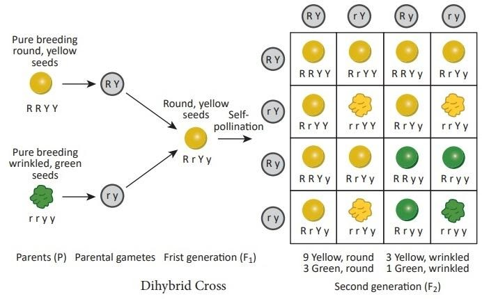 Dihybrid Cross Mendelian Genetics Dihybrid Cross Display Biorama 