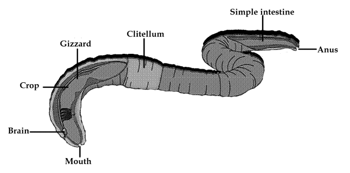 Circulatory System of Earthworm