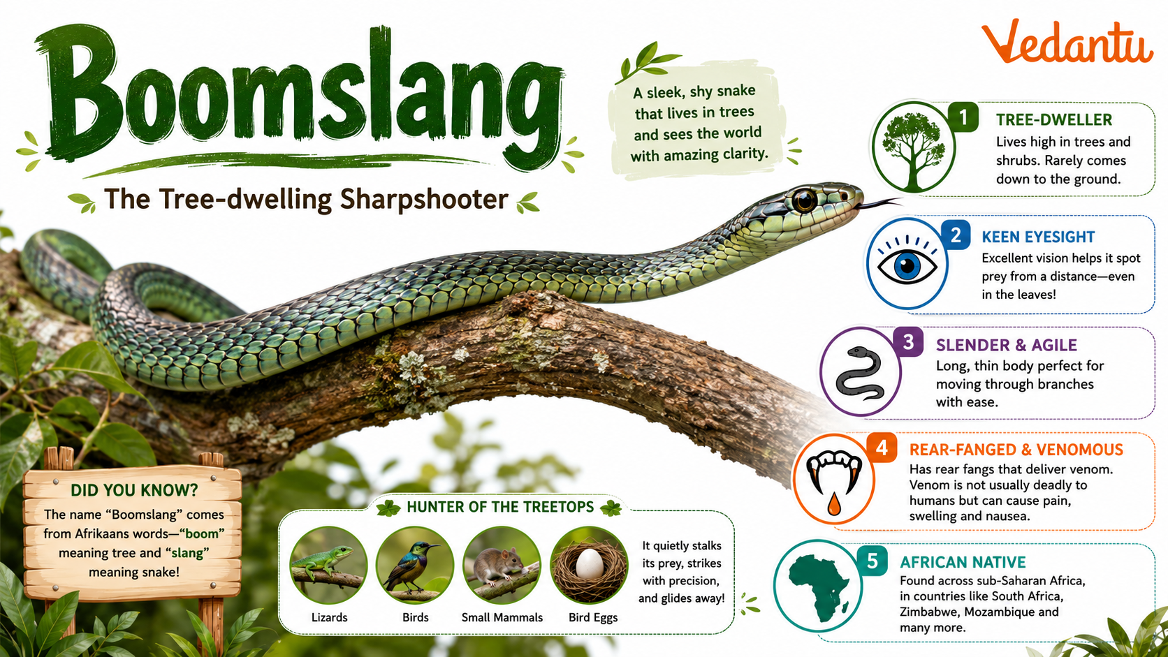 Boomslang snake coiled on tree branch