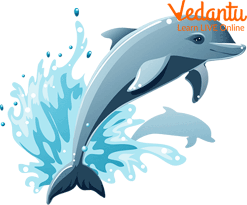 Dolphin