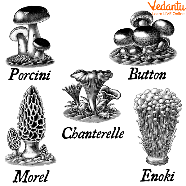 Different Edible Mushrooms