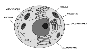 Components of a Cell