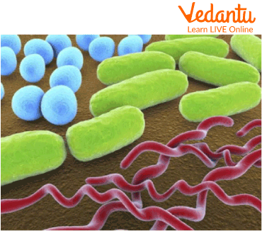 3 common shapes of bacteria.