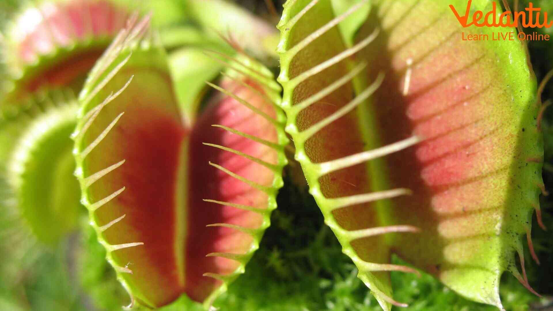 Trapping Leaves of a Venus Fly Trap
