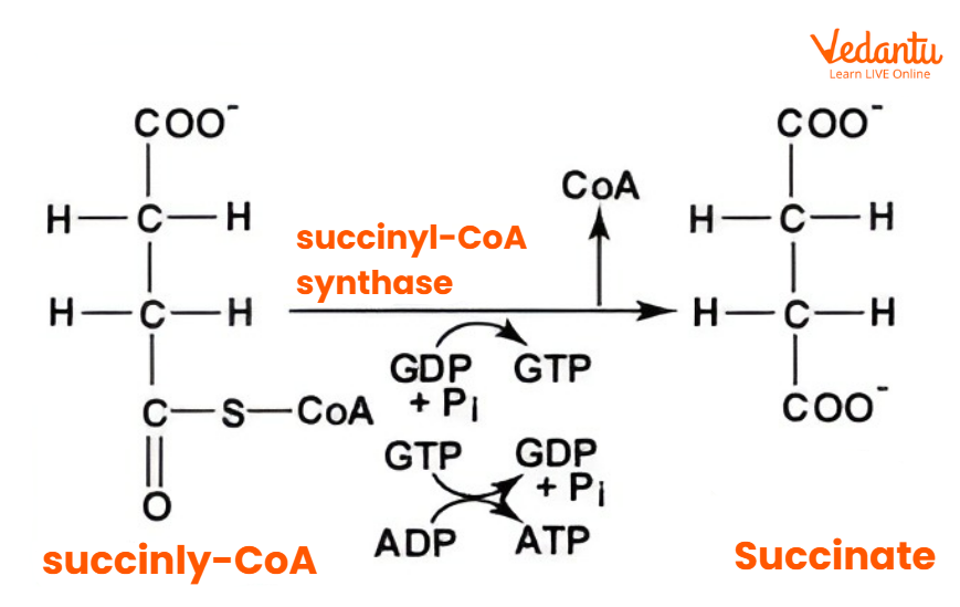 Succinyl CoA to Succinate