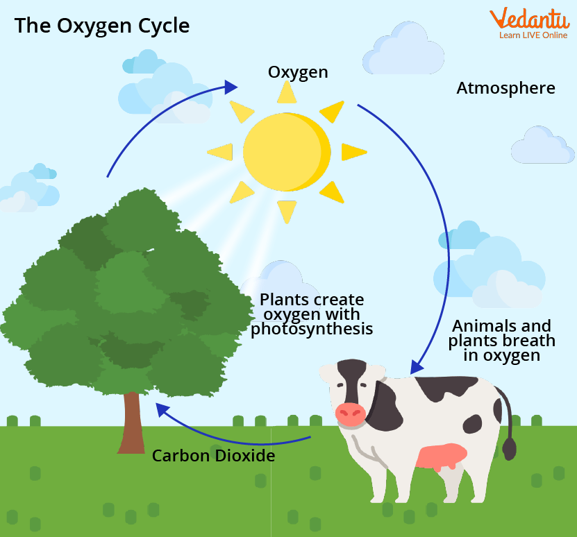 Oxygen Cycle - Learn Diagram, Importance, and Sources
