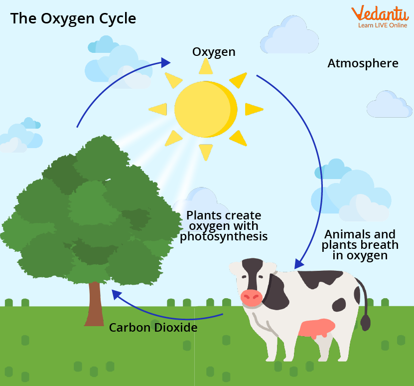 presentation on oxygen cycle