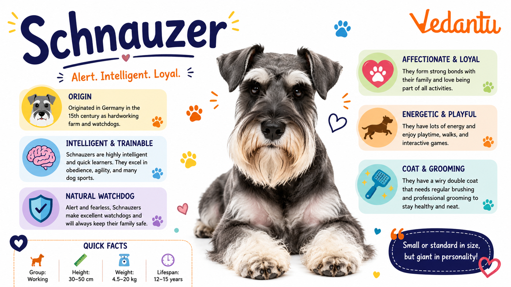 Schnauzer dog breed with bushy eyebrows and beard