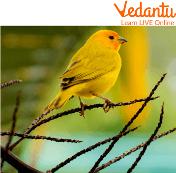 Canary Yellow Birds