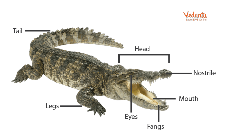 Parts of a crocodile