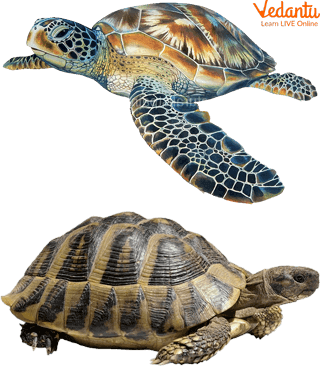 Difference in Turtle and Tortoise