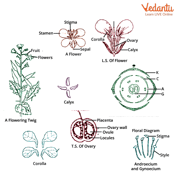 Floral Structure and Floral Diagram of Mustard (Brassica campestris)