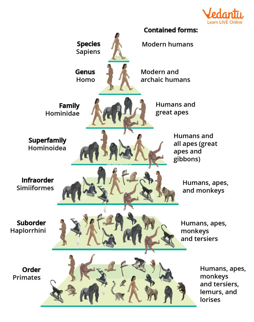 Classification of species Homo sapiens within the order primates
