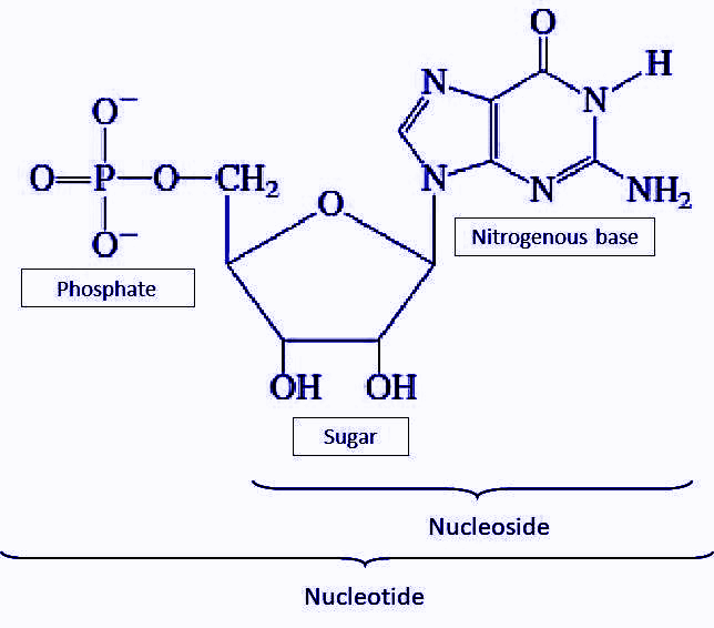 nucleotide structure
