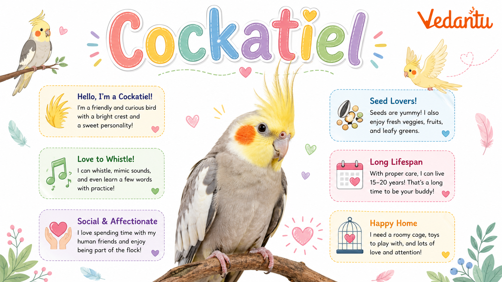 Cockatiel bird with yellow crest and orange cheek patches