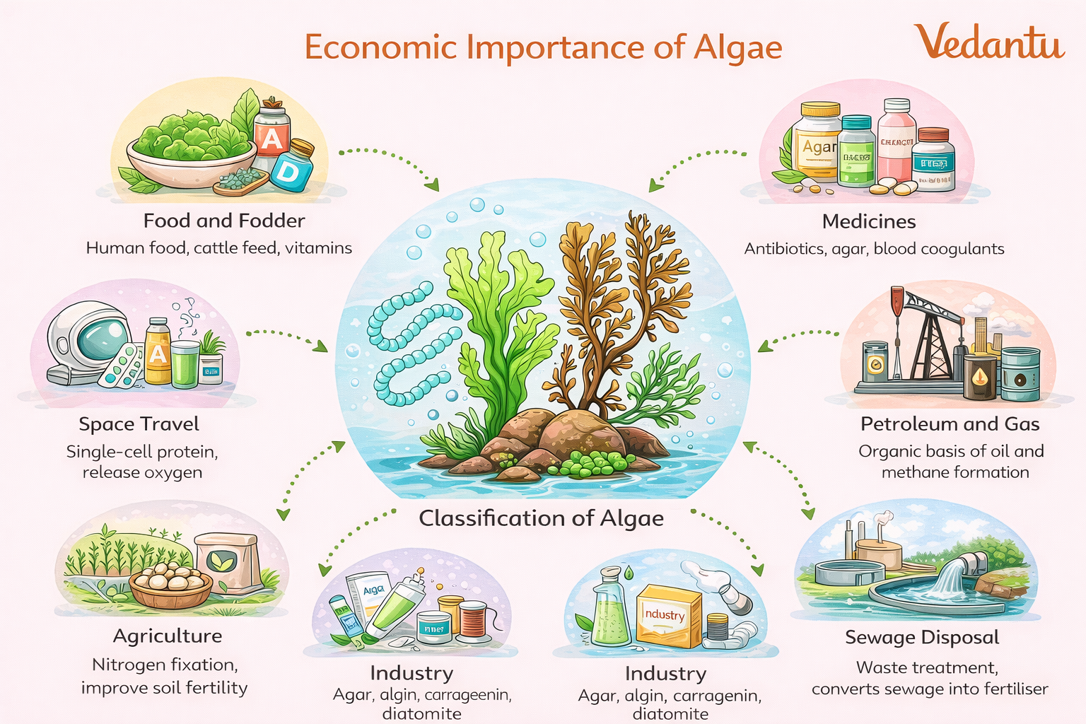 algae diagram: economic importance