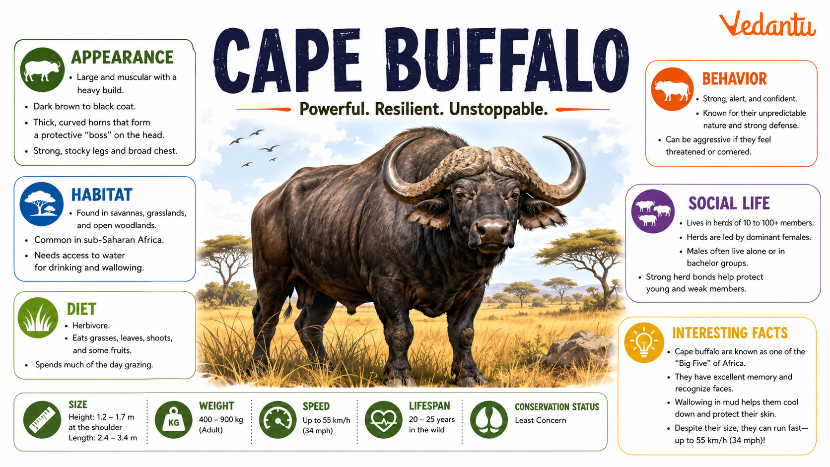 Cape Buffalo standing in African savanna grassland