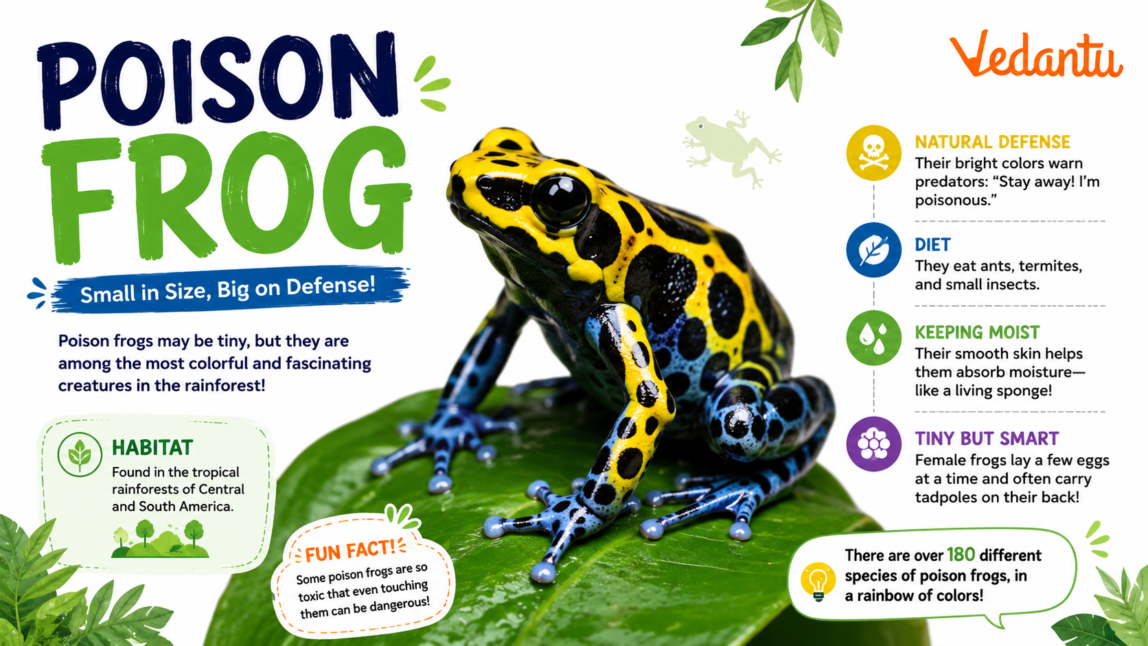 Poison Frog