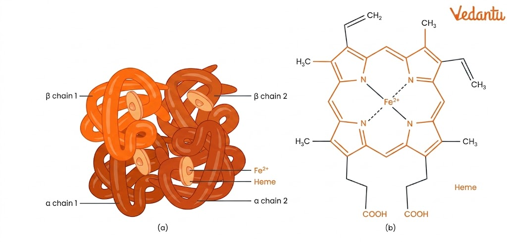 structure of haemoglobin and heme group