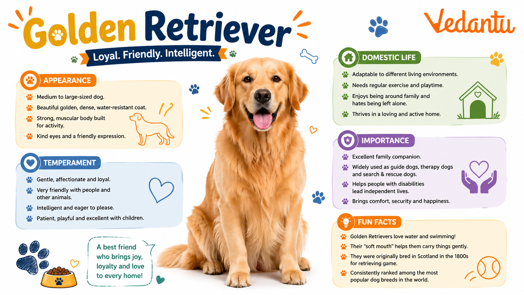 Golden Retriever dog standing with golden fur