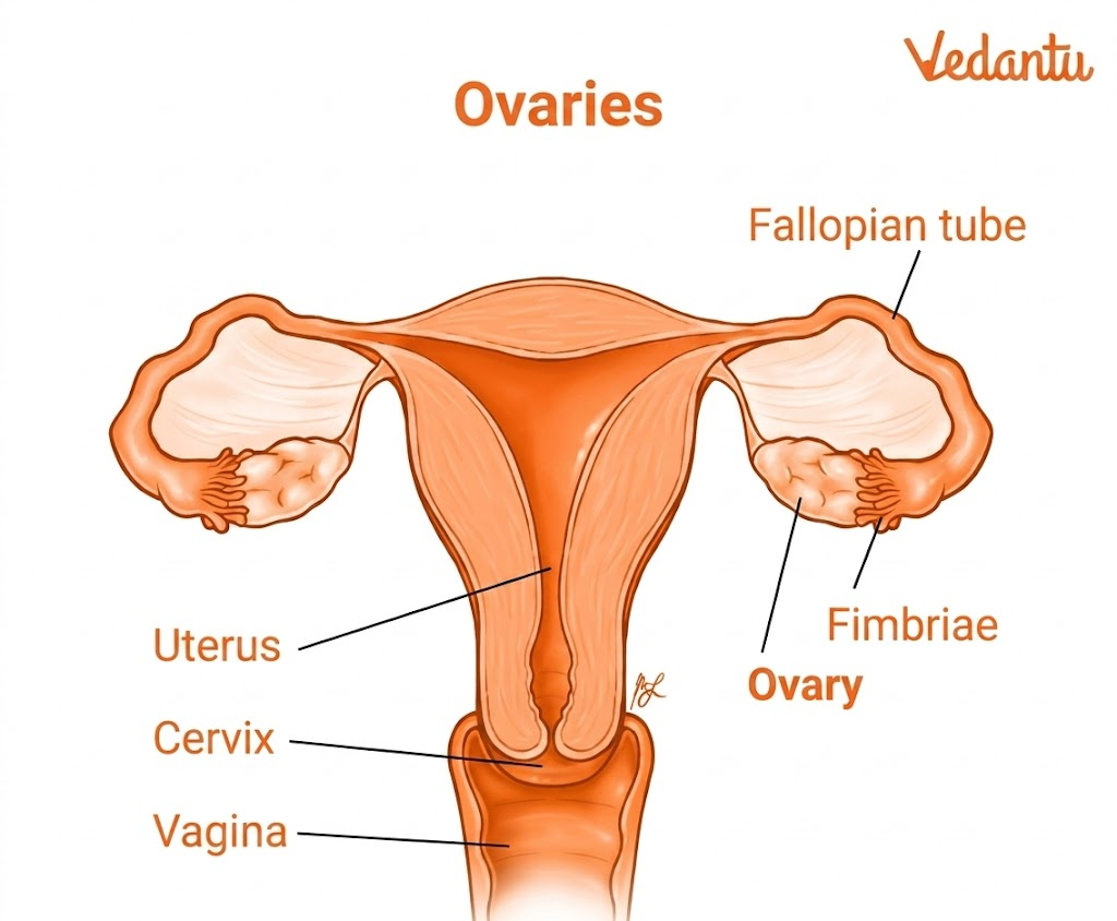 ovary diagram