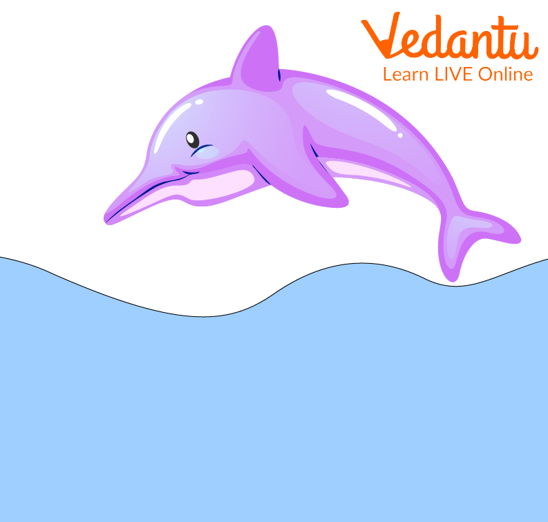 Dolphins are Unique Creatures