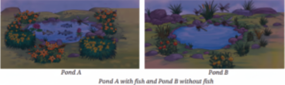 Researchers conducted a study to see how fish in ponds affect seed production in the plants nearby