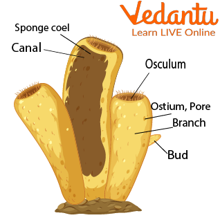 Parts of a Sponge