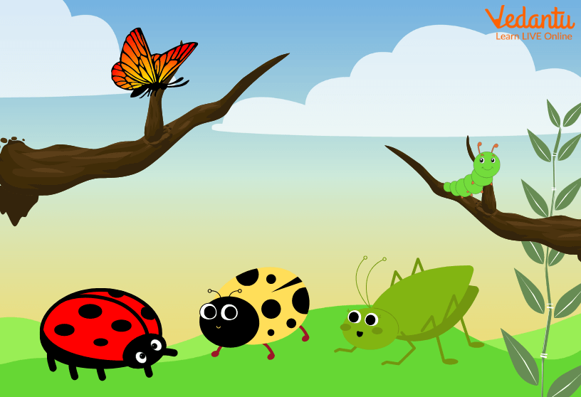 The yellow ladybird and her friends