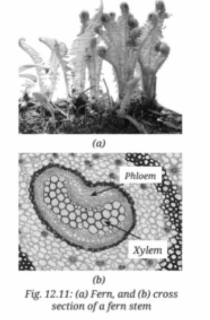 In a sunflower stem, the vascular tissues are well-developed and arranged in a ring. Xylem and phloem are clearly visible and more organised.png