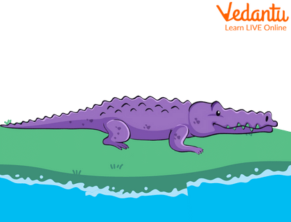 Purple Crocodile