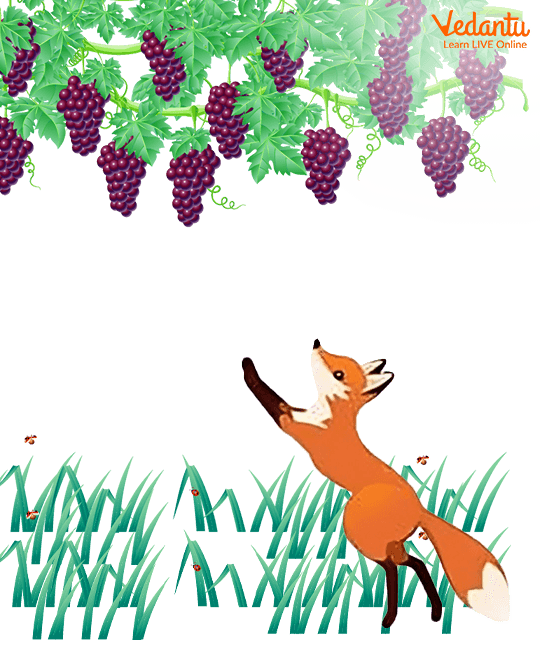 The Hungry Fox And The Grapes Story With Moral