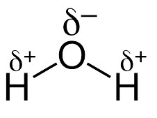 Structure of water molecule showing bent shape or v-shape