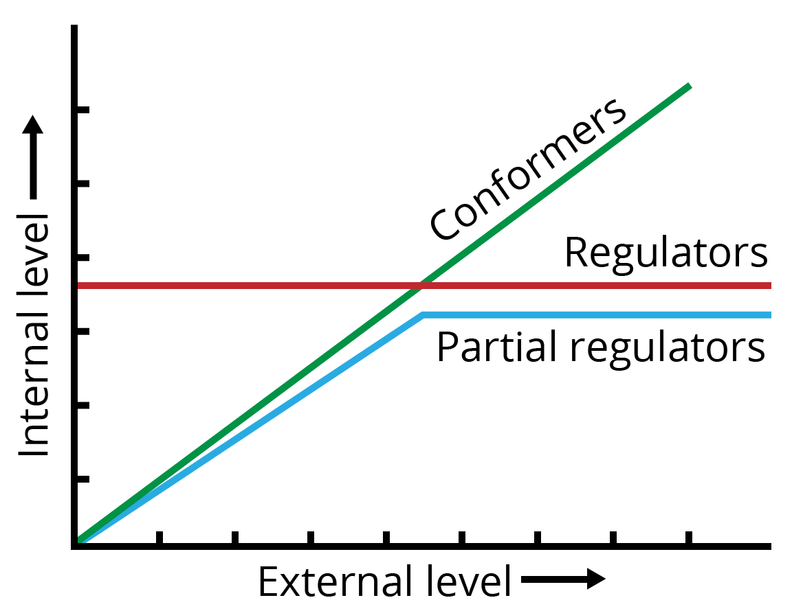 Graphical representation of Conformers, Regulators and Partial Regulators